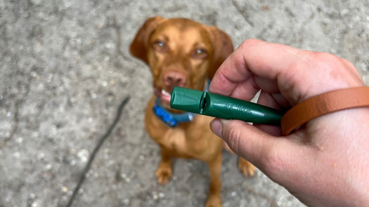 Hoe leer je jouw hond terugkomen op de hondenfluit?