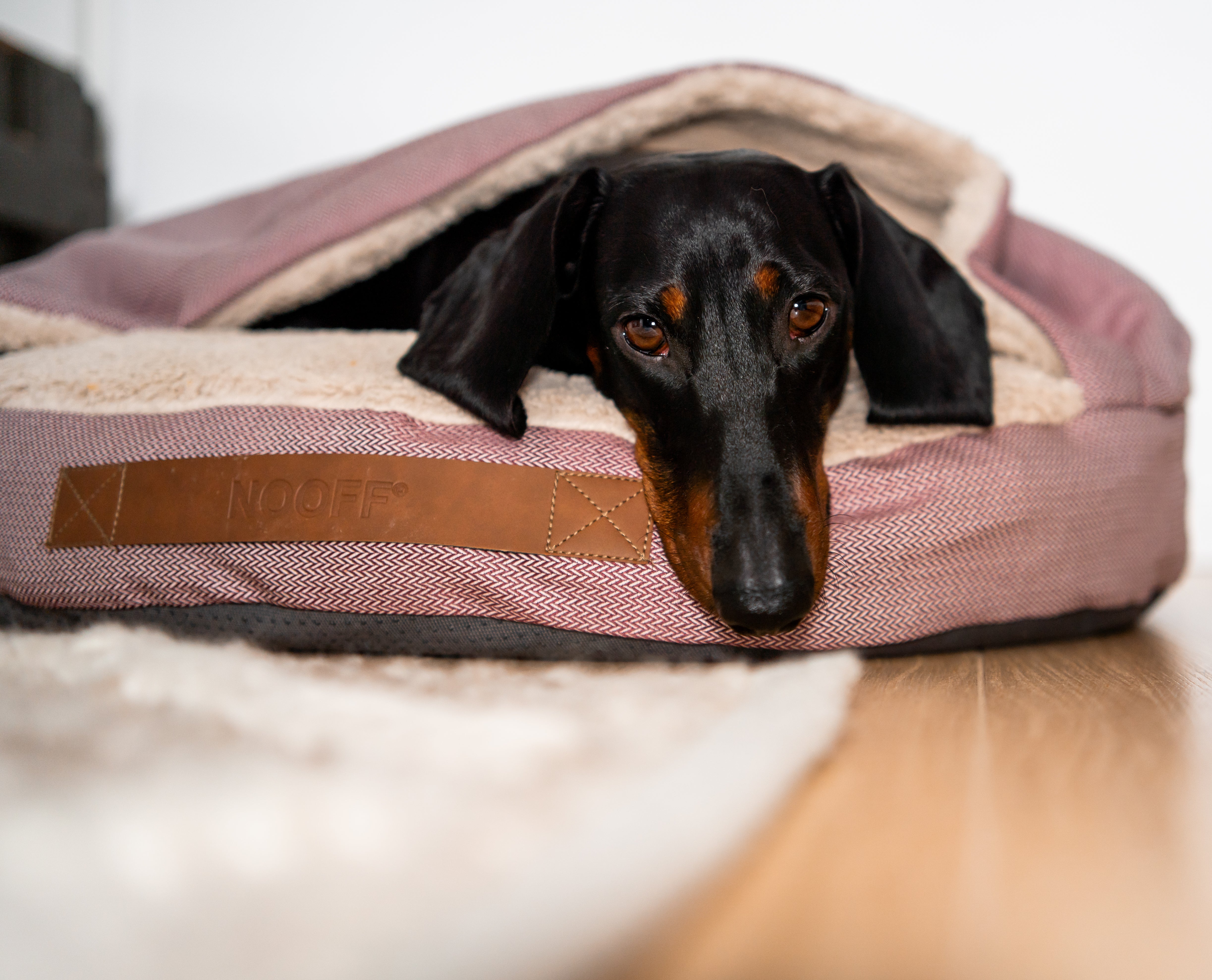 Dog Cave | Wine Red and Offwhite