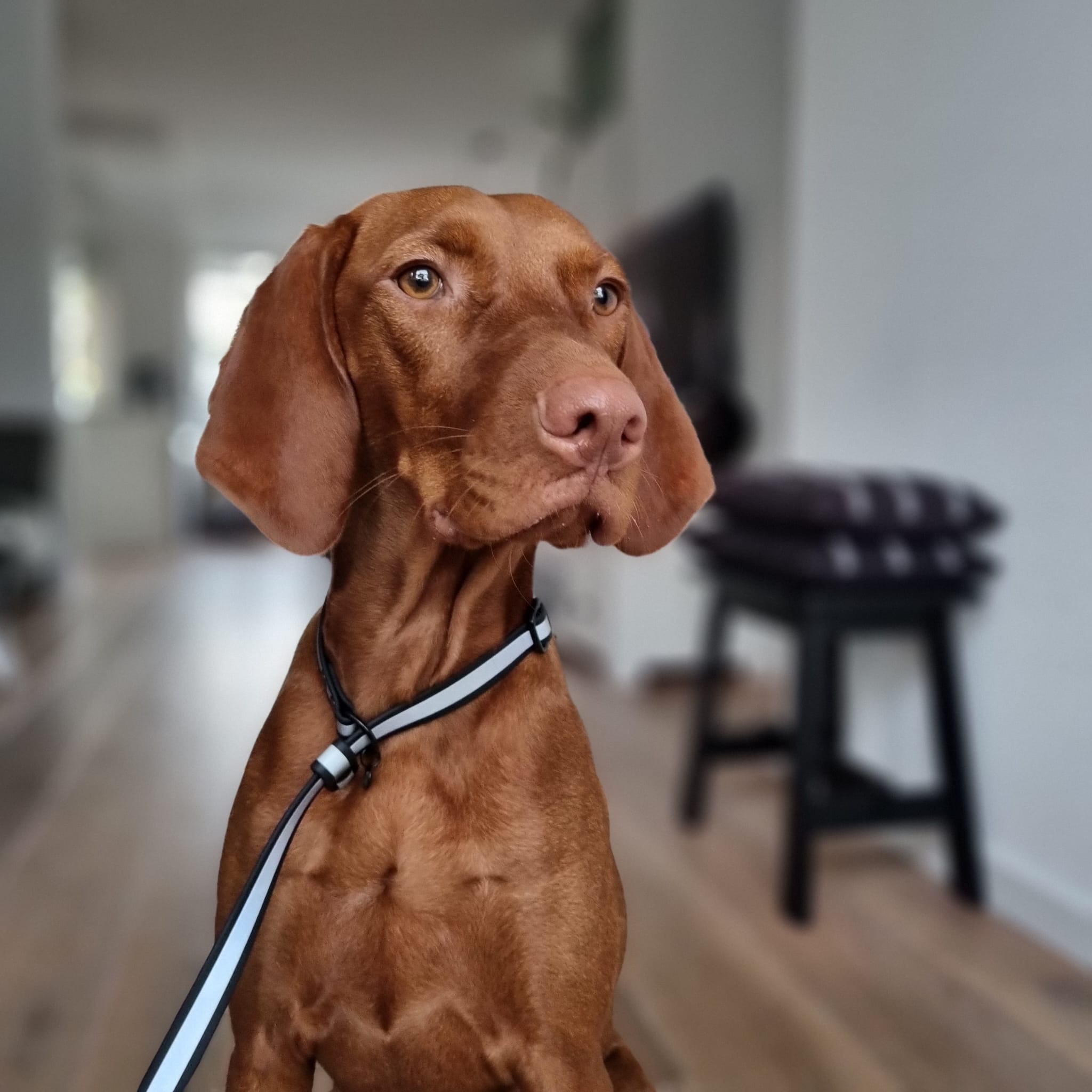 Vizsla draagt honden BioThane reflectie Jachtlijn 