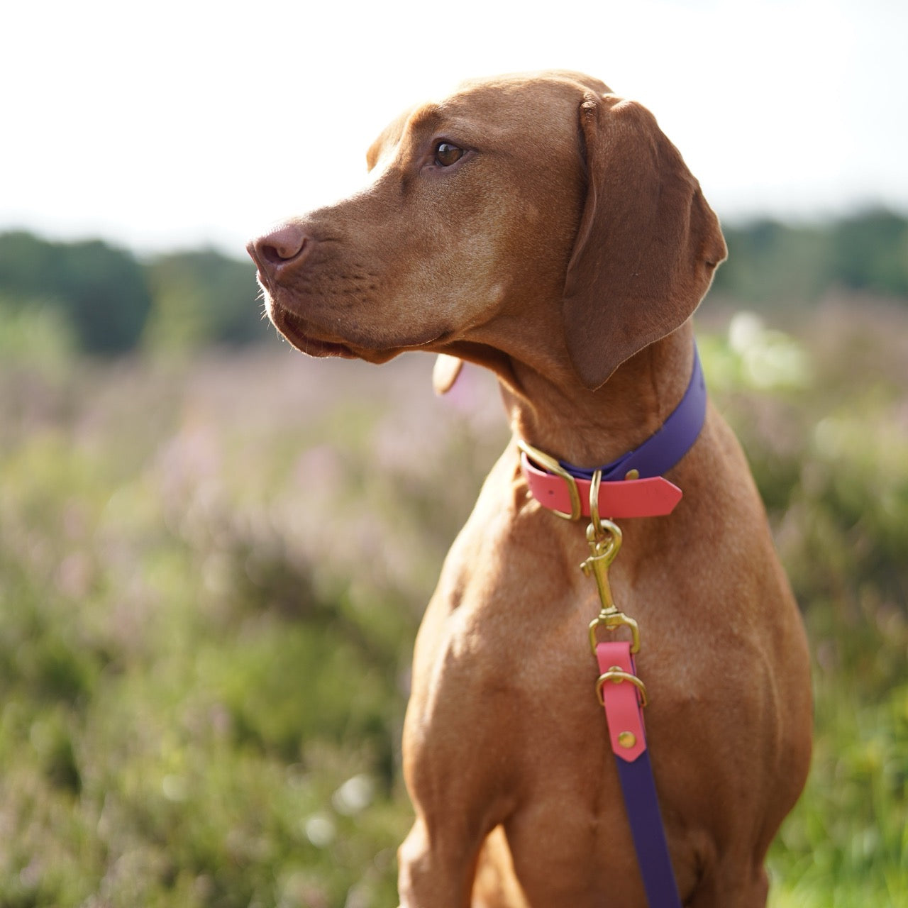 Vizsla draagt Biothane hondenhalsband 2 kleurig in koraal en paars