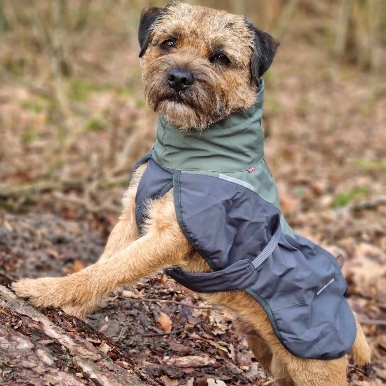 Border Terrier met Non-stop dogwear hondenwinterjas Glacier 2.0 Wol Groen/grijs