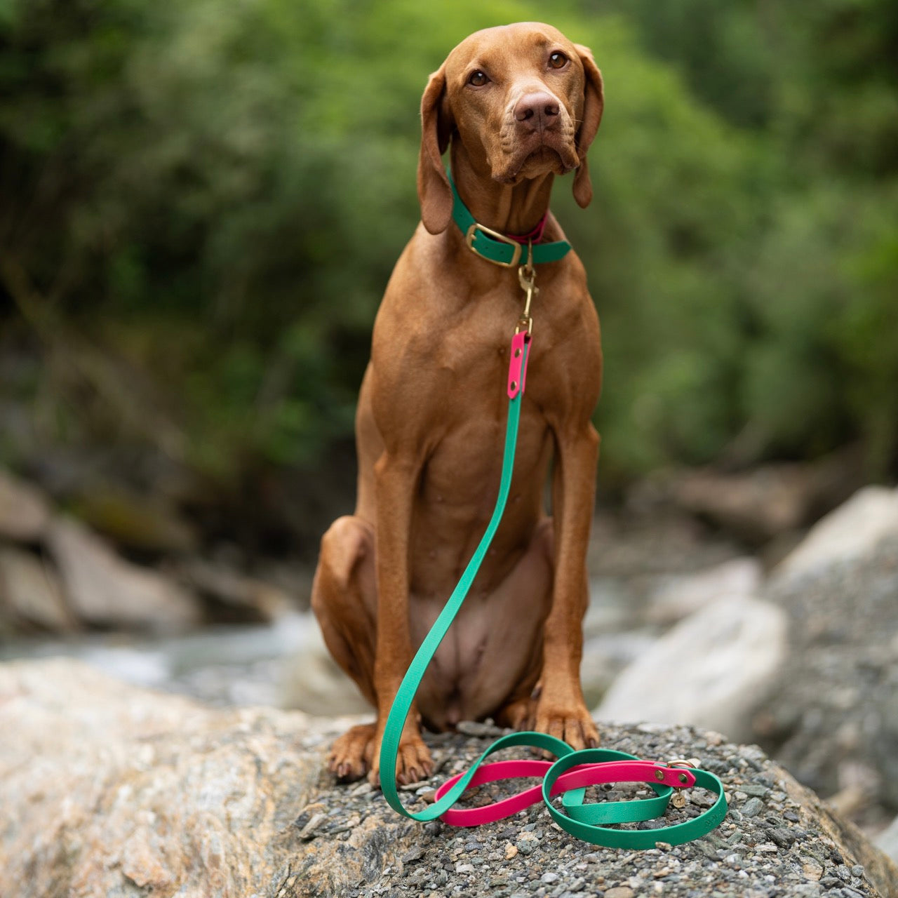 Vizsla draagt Biothane hondenhalsband en hondenriem 2 kleurig in passie roze en emerald