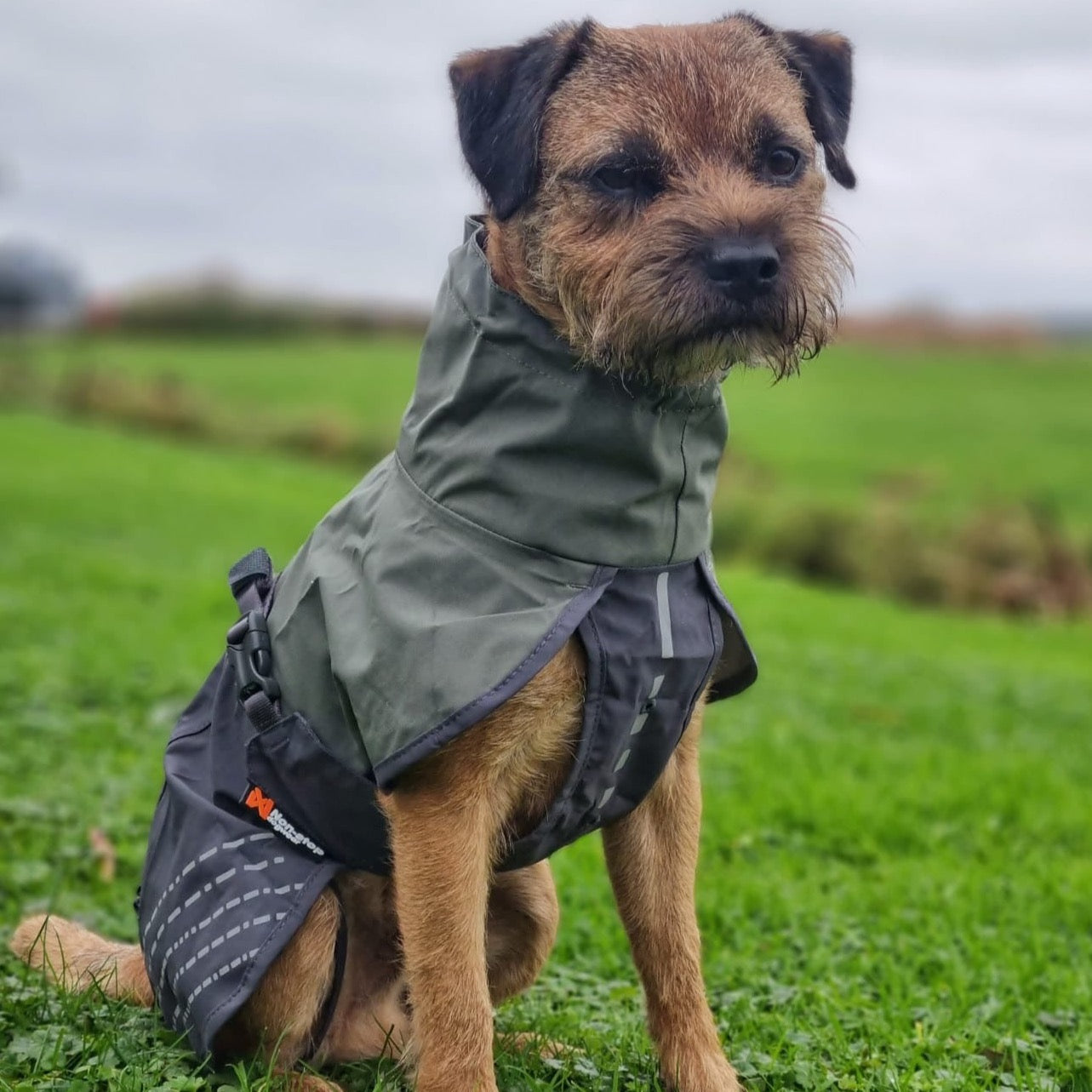 Barbour dog hot sale raincoat