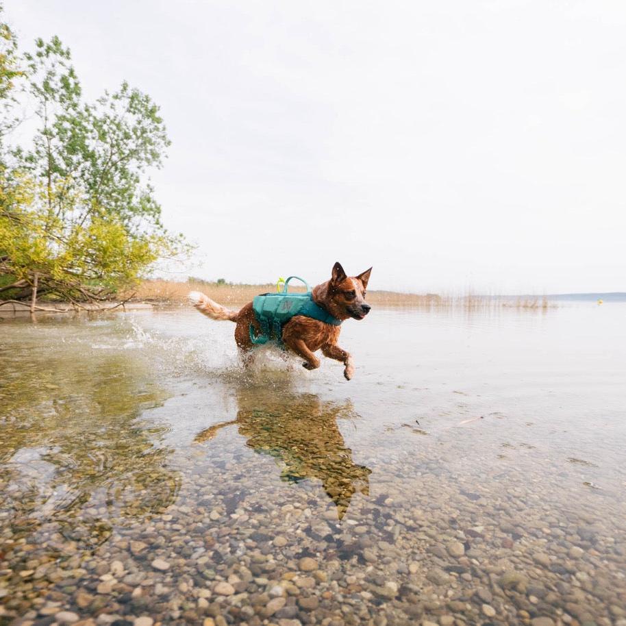 Schwimmweste Hund | Protektor-Rettungsweste, Blaugrün