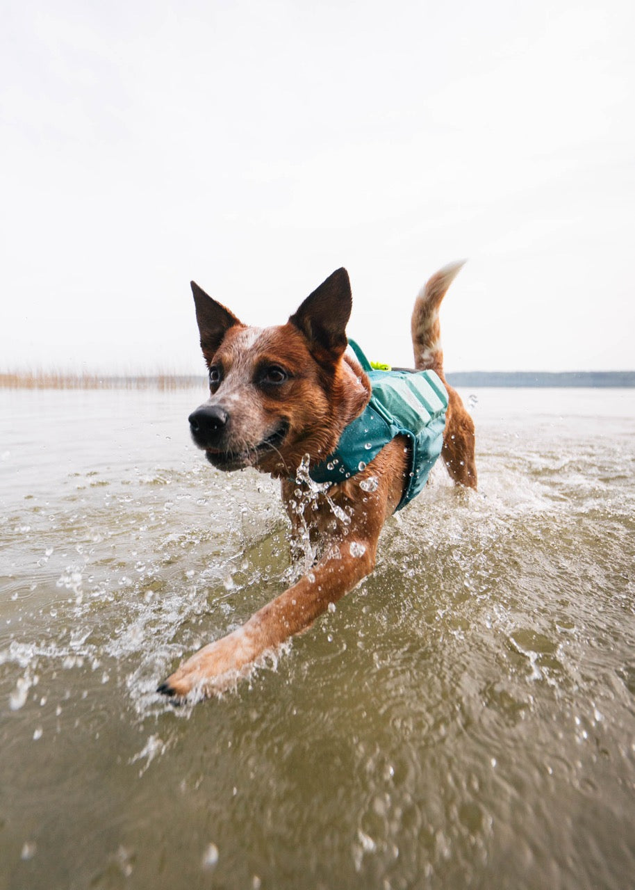 Schwimmweste Hund | Protektor-Rettungsweste, Blaugrün