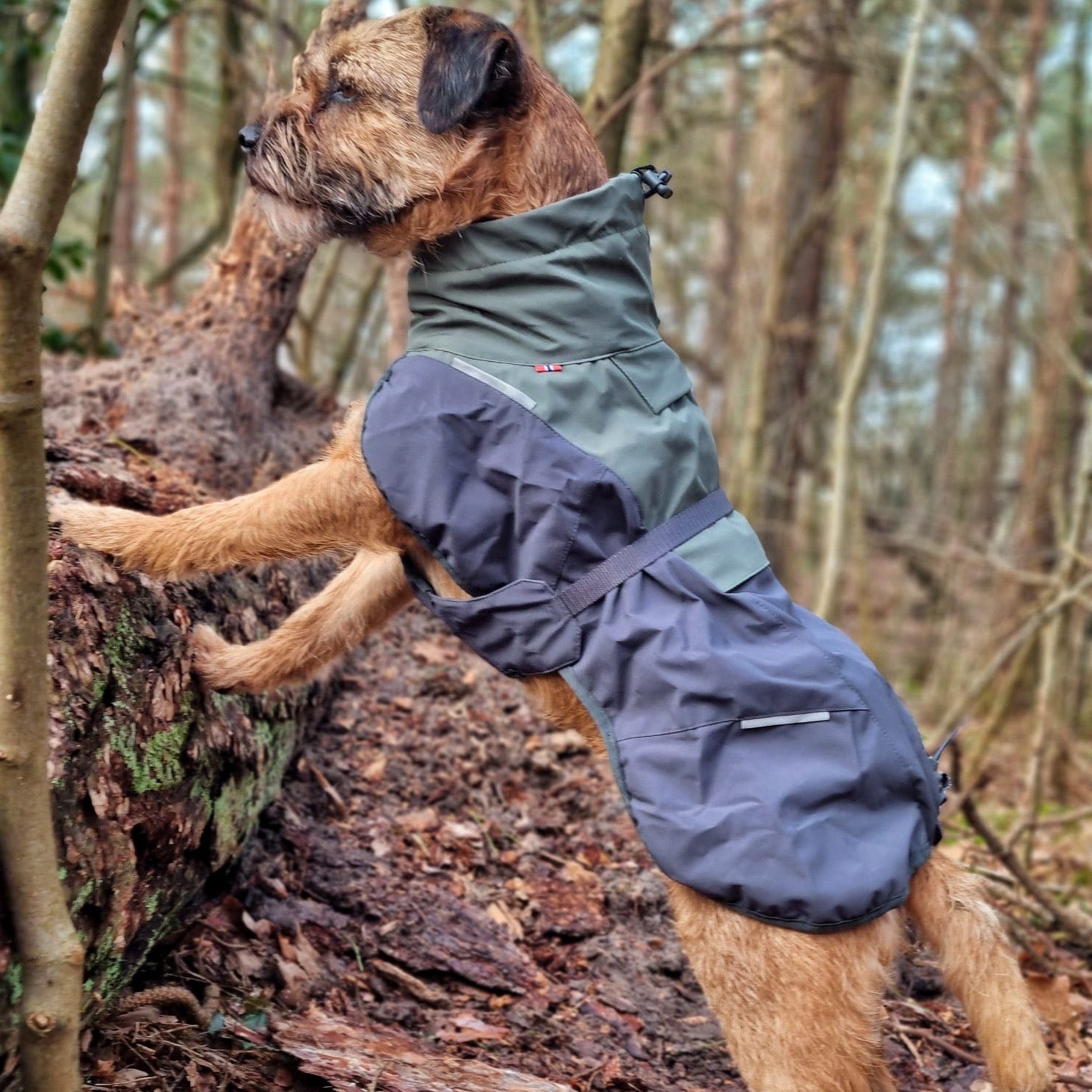 Border Terrier met Non-stop dogwear hondenwinterjas Glacier 2.0 Wol Groen/grijs