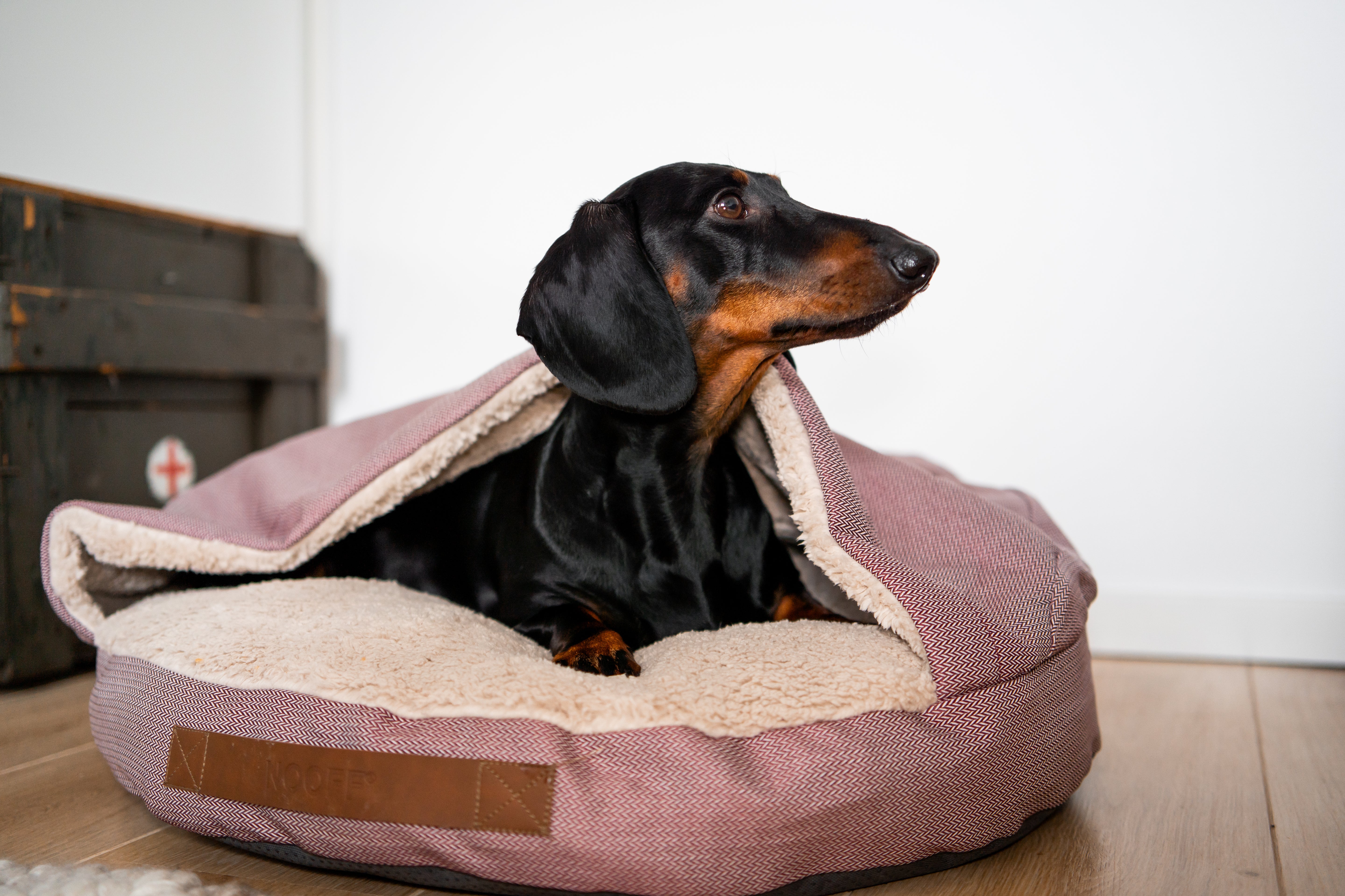 Dog Cave | Wine Red and Offwhite