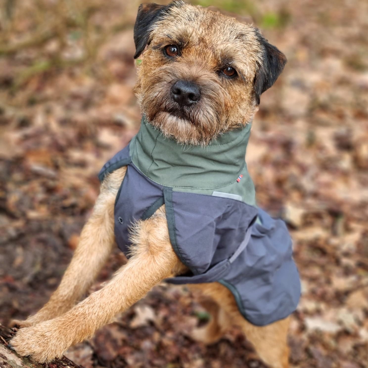 Border Terrier met Non-stop dogwear hondenwinterjas Glacier 2.0 Wol Groen/grijs