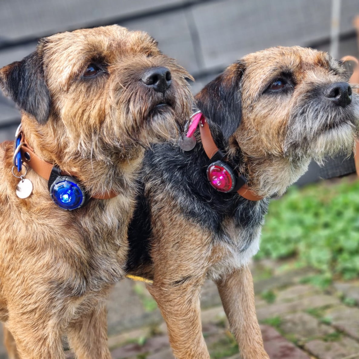 Border Terriers dragen de Orbiloc hondenverlichting met Orbiloc Clip