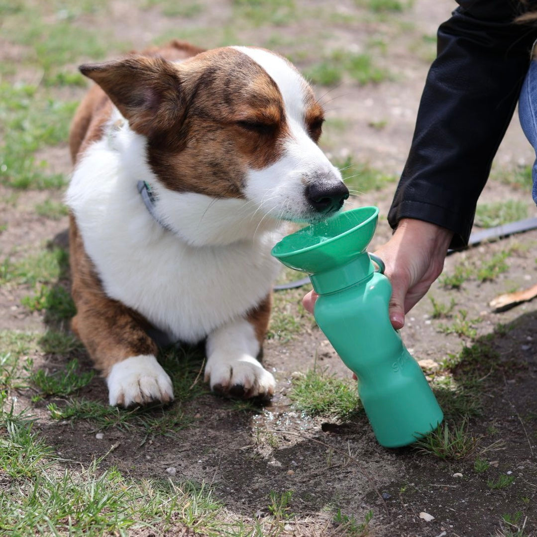 Corgi drinkt uit de springer drinkfles groen 650ML