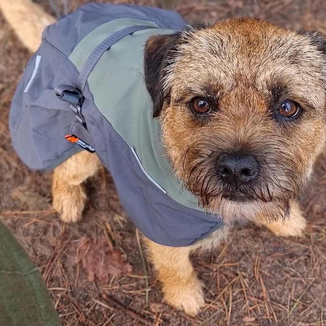 Border Terrier met Non-stop dogwear hondenwinterjas Glacier 2.0 Wol Groen/grijs