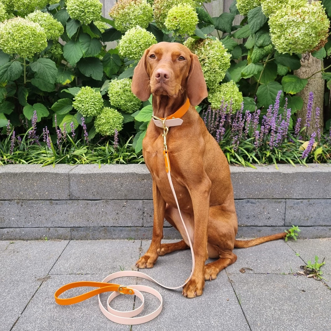 Vizsla draagt biothane halsband en riem in poeder in terra 