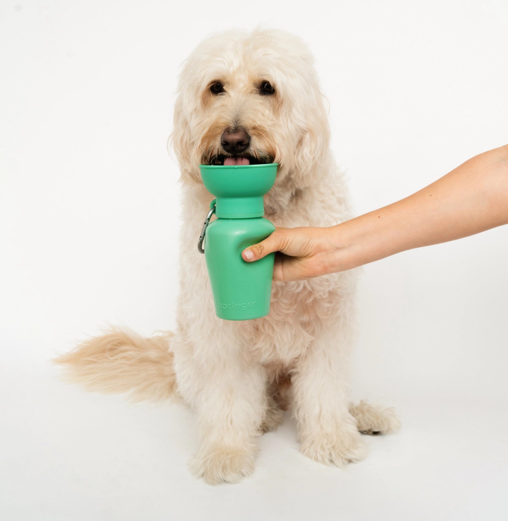 Labradoodle drinkt uit Hondendrinkfles kleur groen Springer Flip 591ML lekdicht