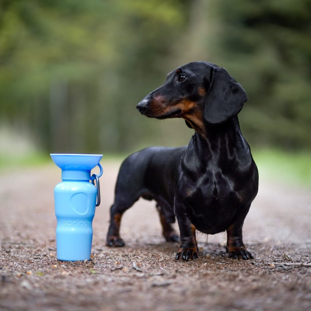 Dog drinking bottle 650ML | Classic | Light blue