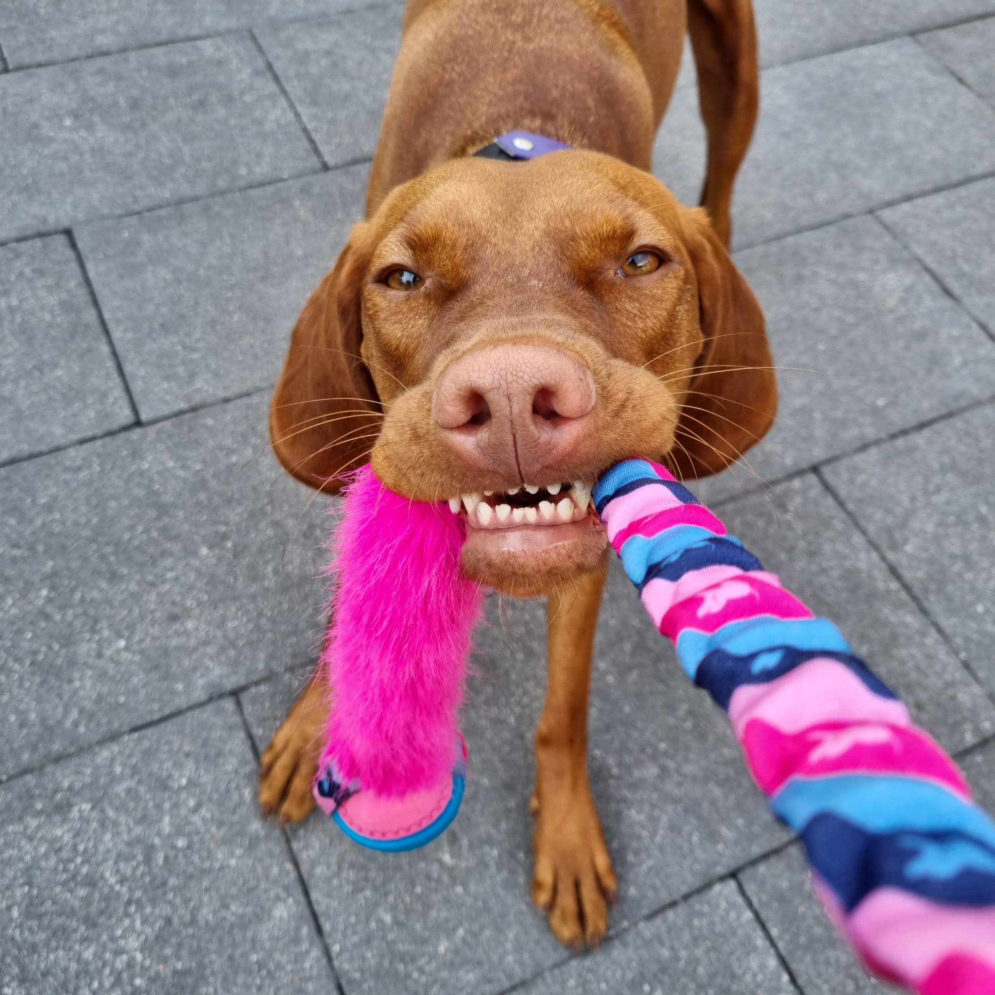 Vizsla speelt met Tug-e-Nuff Fauxtastic Powerball Bungee Tug (65cm) kleur roze