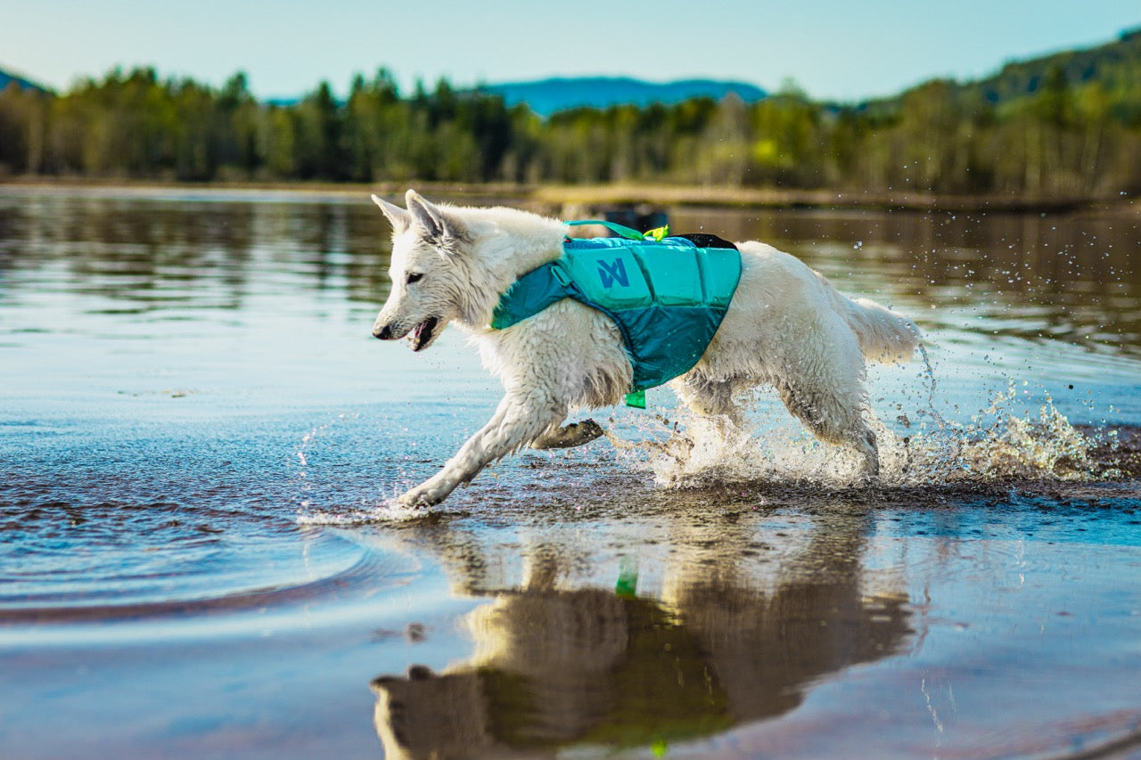 Schwimmweste Hund | Protektor-Rettungsweste, Blaugrün