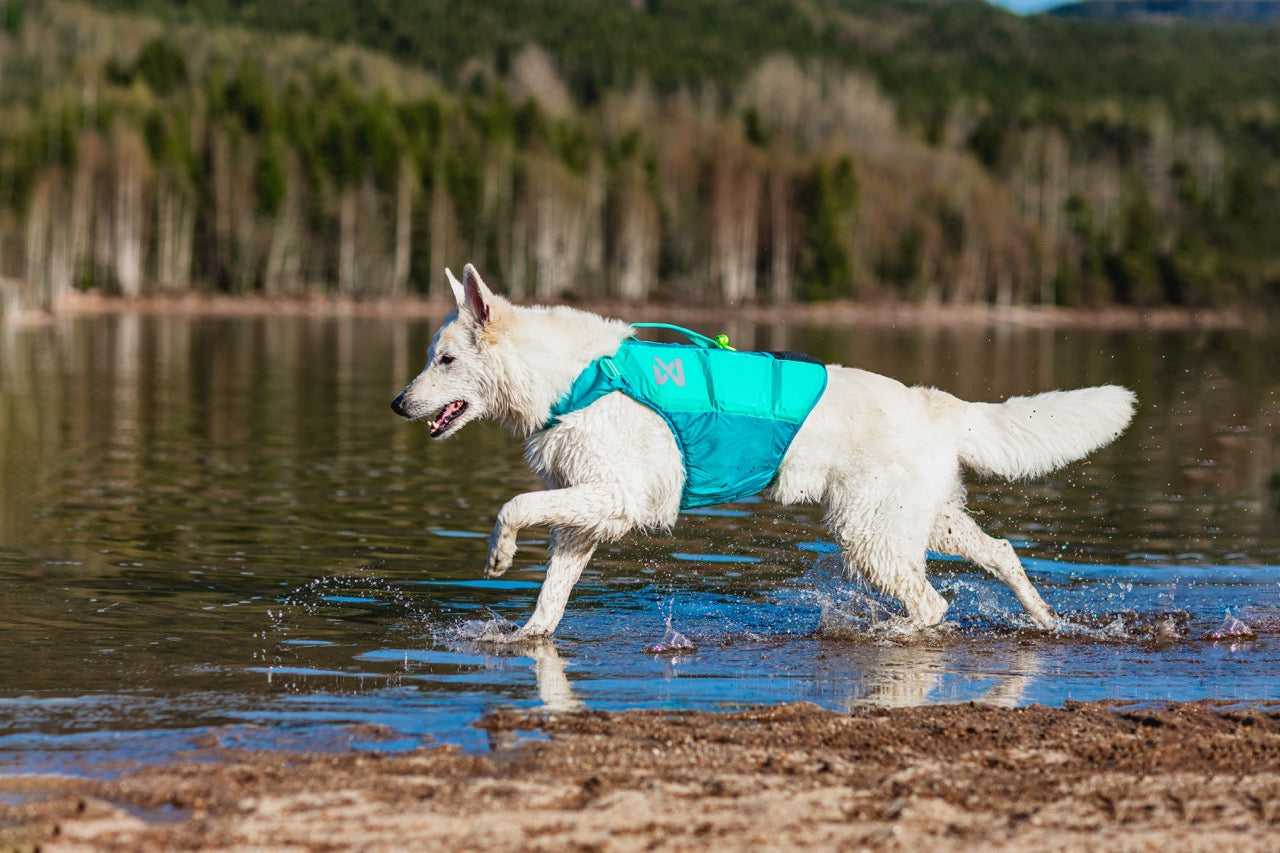 Schwimmweste Hund | Protektor-Rettungsweste, Blaugrün