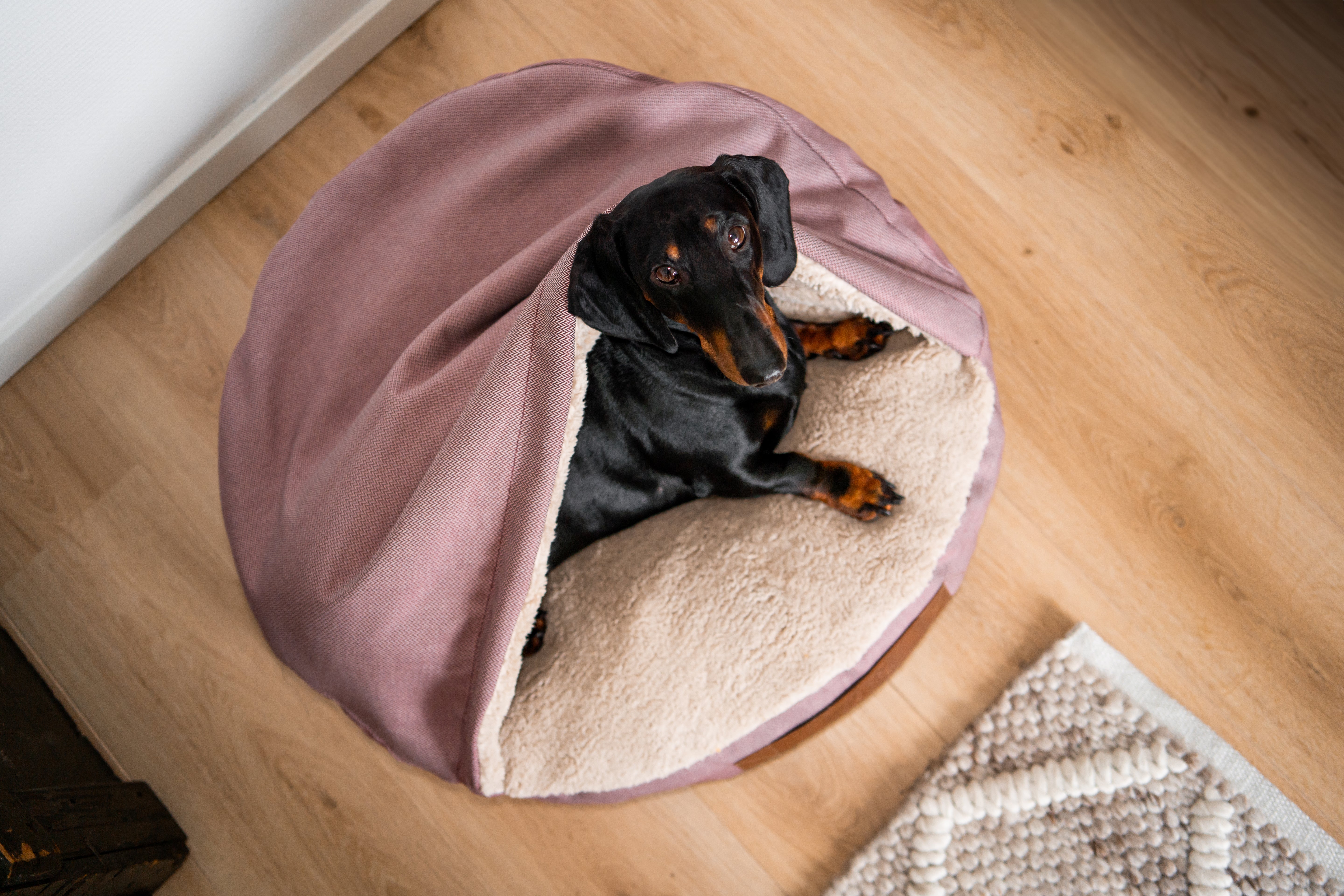 Dog Cave | Wine Red and Offwhite