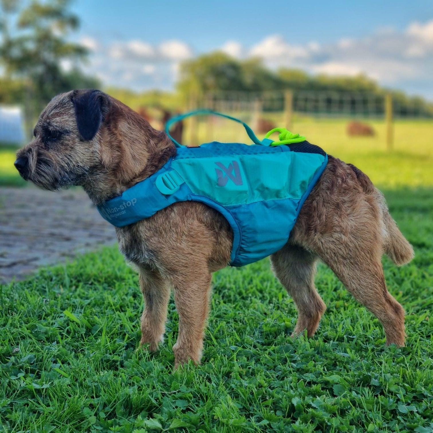 Schwimmweste Hund | Protektor-Rettungsweste, Blaugrün