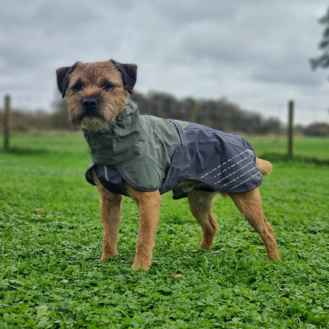 Border Terrier draagt non-stop dogwear honden regenjas kleur grijs/groen