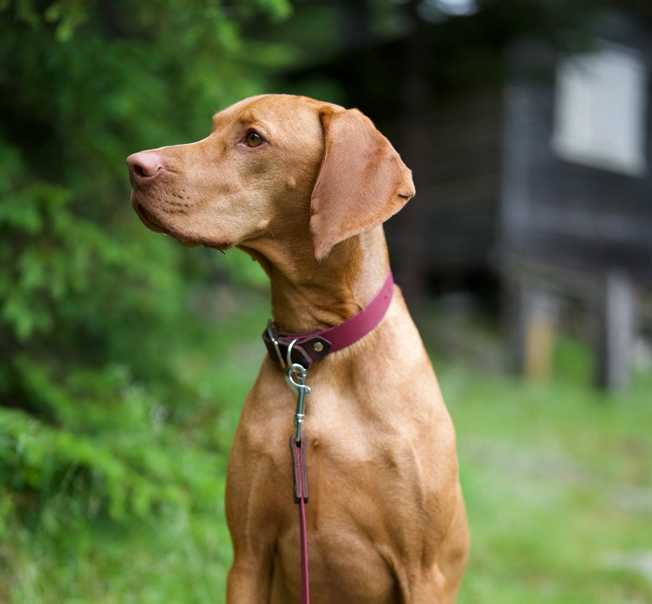 Vizsla draagt luxe halsband gemaakt van BioThane en leer in wijnrood en bruin