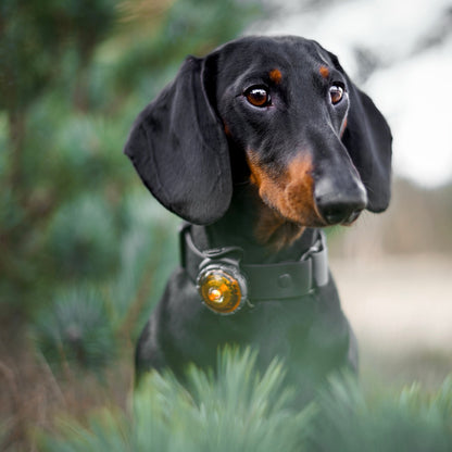 Teckel draagt orbiloc hondenlampje in kleur amber
