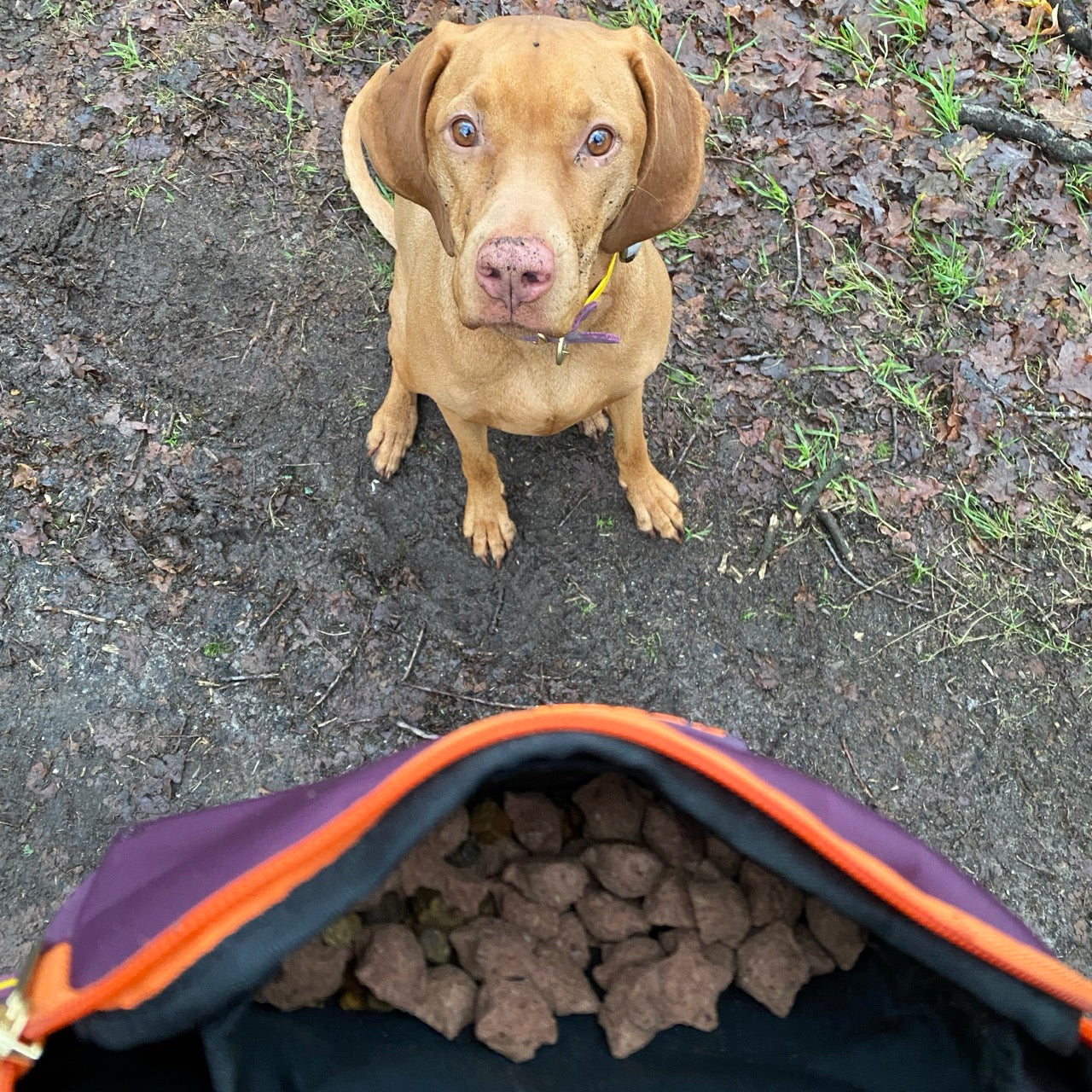 vizsla met hondenbeloningstasje 