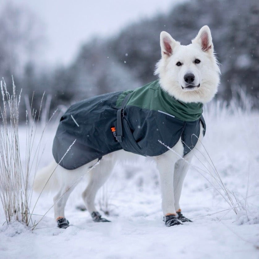 Witte herder met Non-stop dogwear hondenwinterjas Glacier 2.0 Wol Groen/grijs