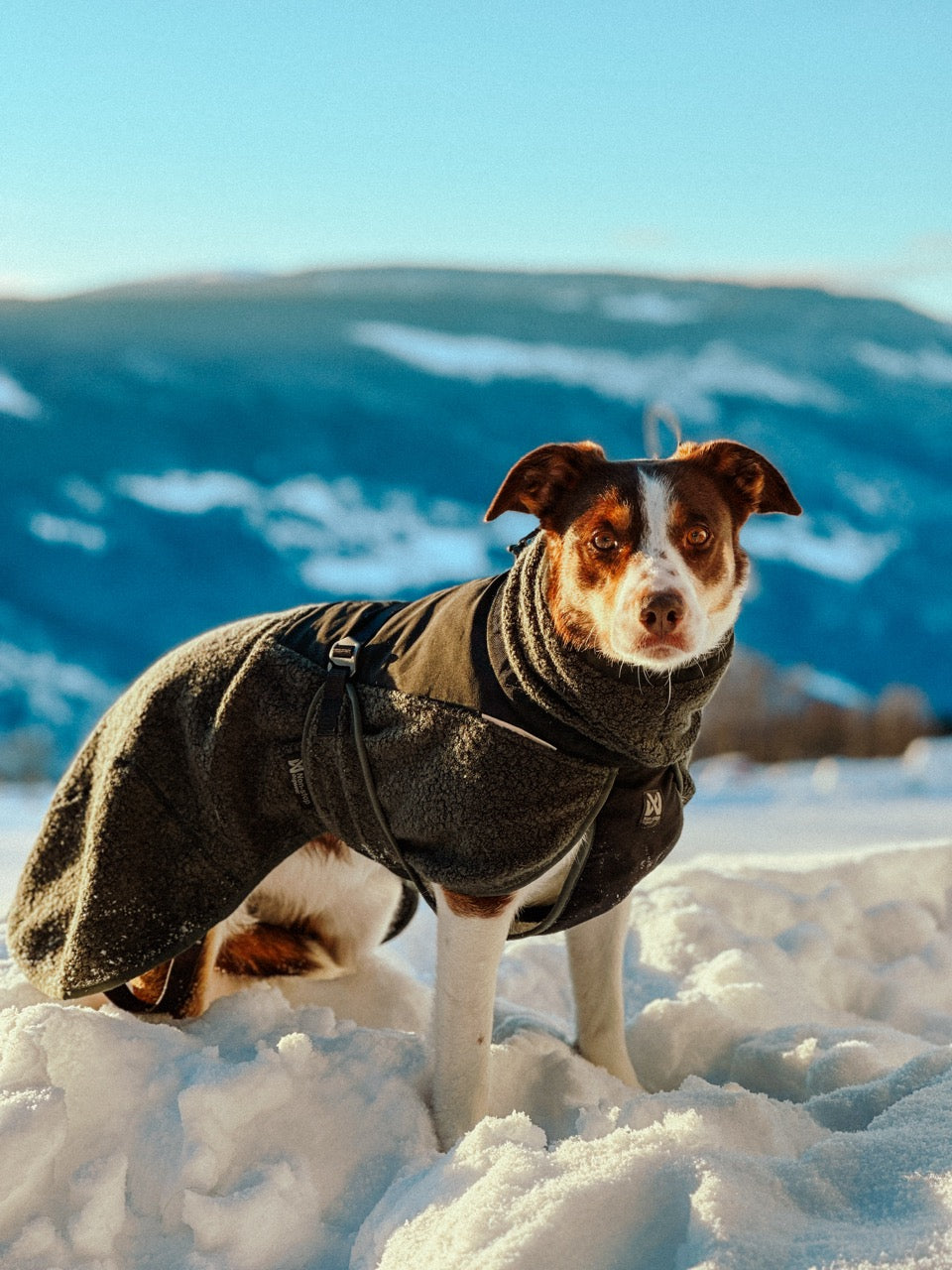 Dog Raincoat Fjord | Green/Grey