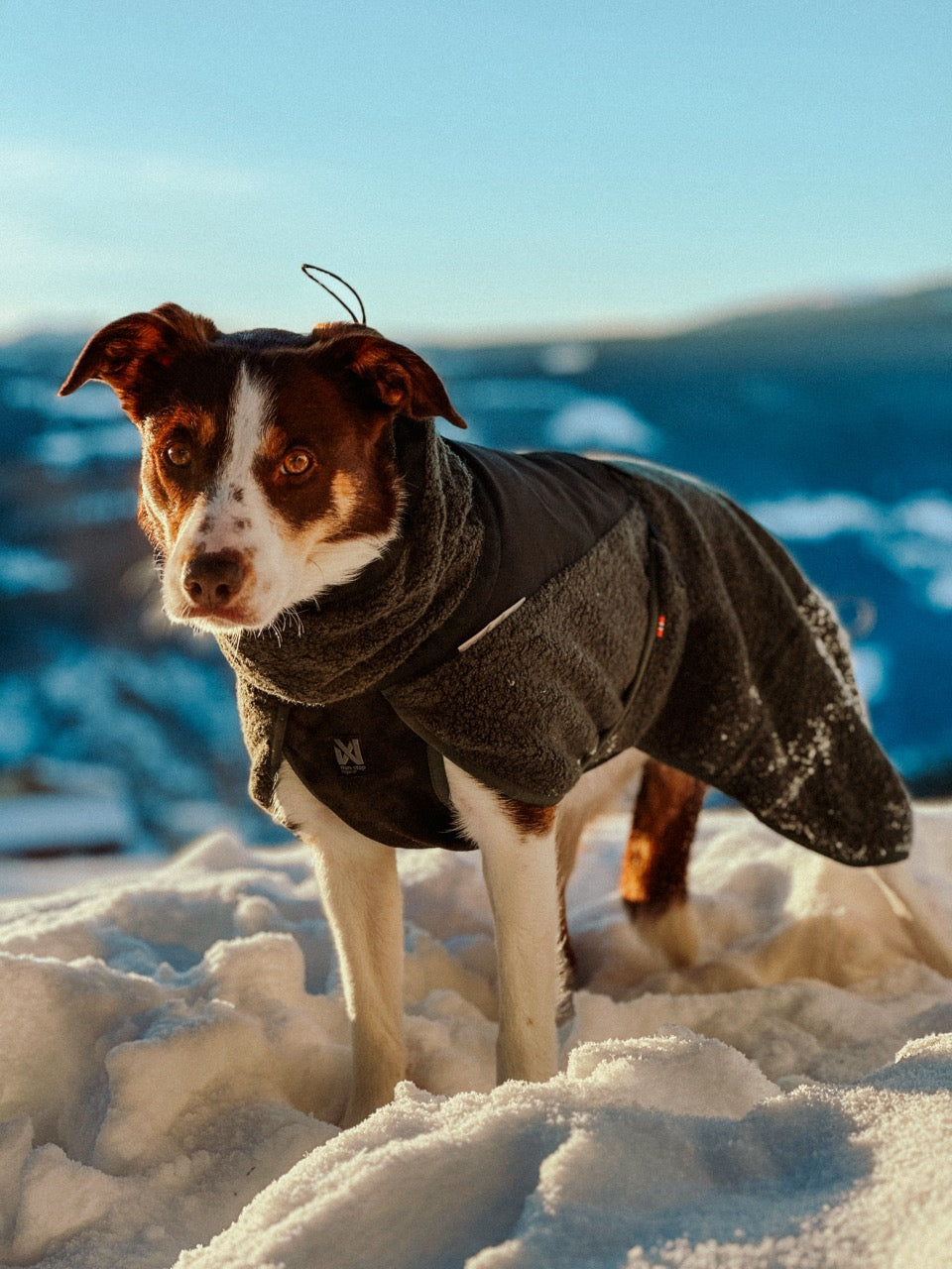 Dog Raincoat Fjord | Green/Grey