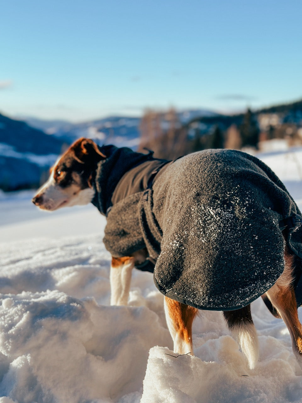 Dog Raincoat Fjord | Green/Grey