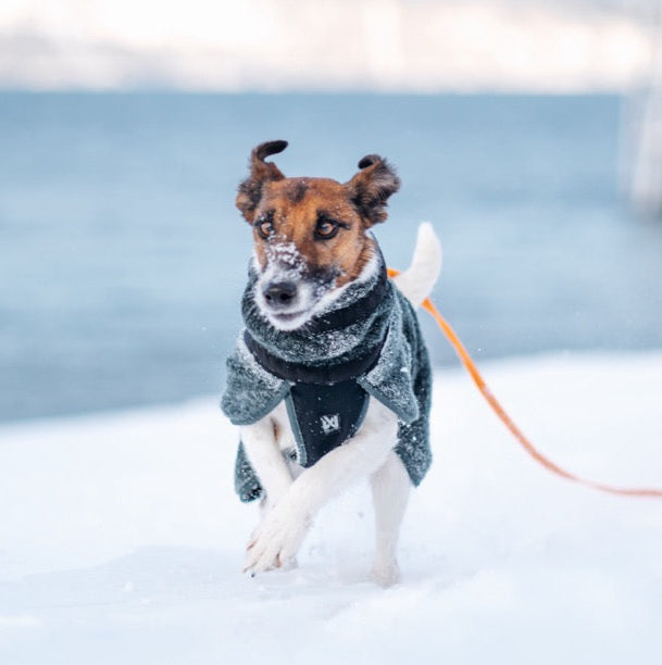 Dog Raincoat Fjord | Green/Grey