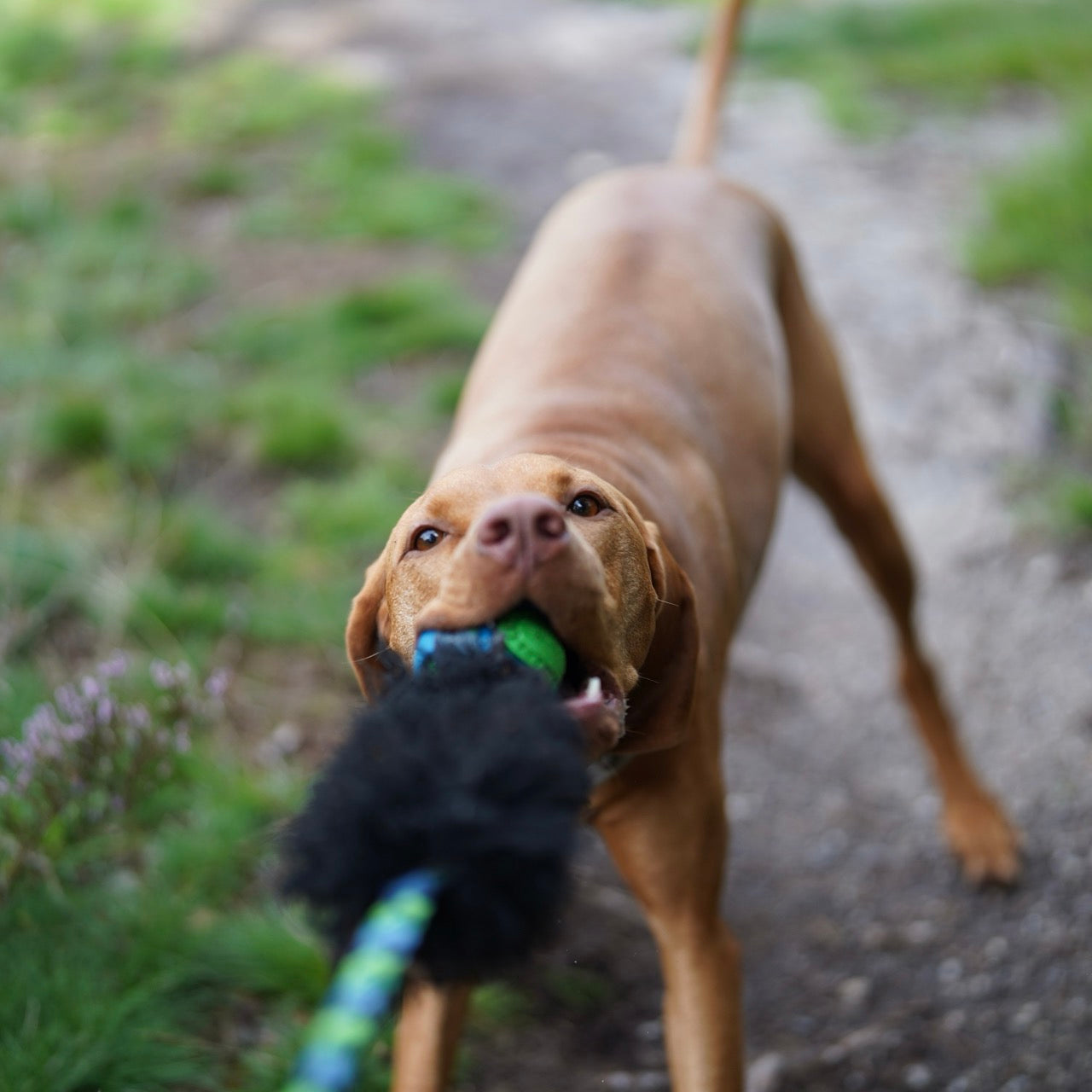 Vizsla speelt trekspelletje met tug e nuff trekspeelgoed