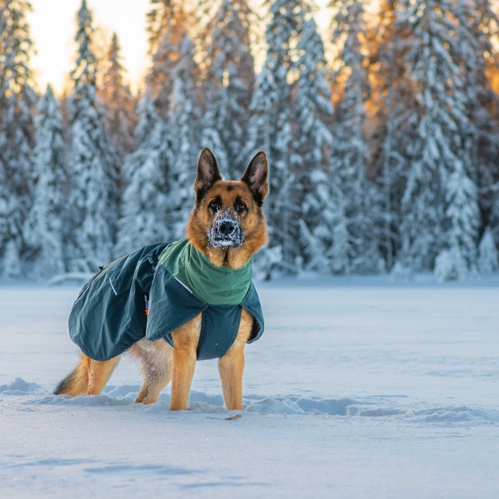 Duitse Herder met Non-stop dogwear hondenwinterjas Glacier 2.0 Wol Groen/grijs