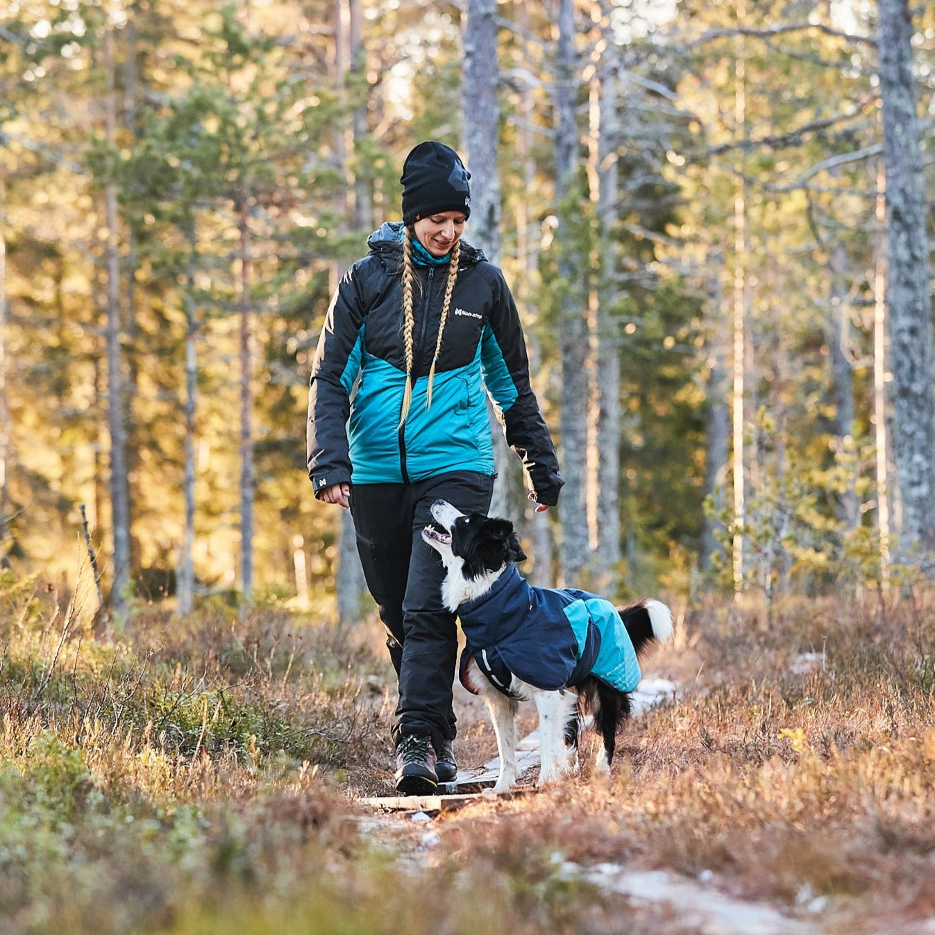 Border Collie  draagt hondenwinterjas van non stop dogwear in kleur blauw