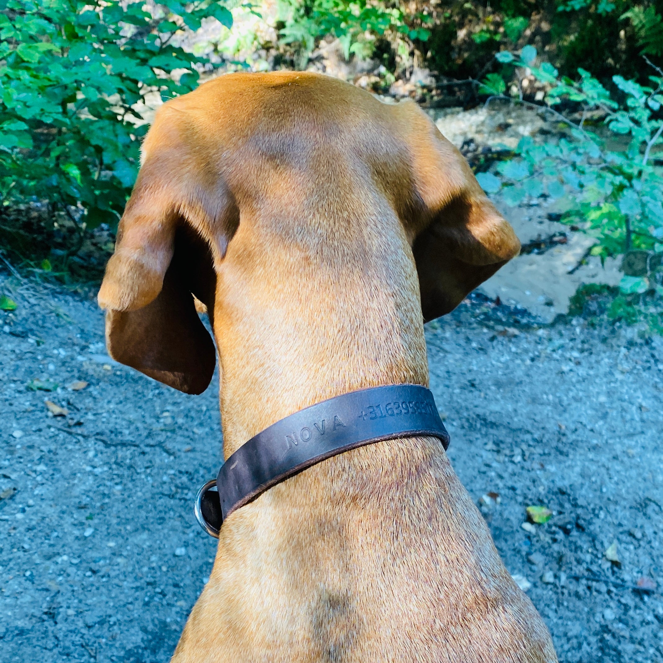 Leather Dog Collar with Name | Bliss