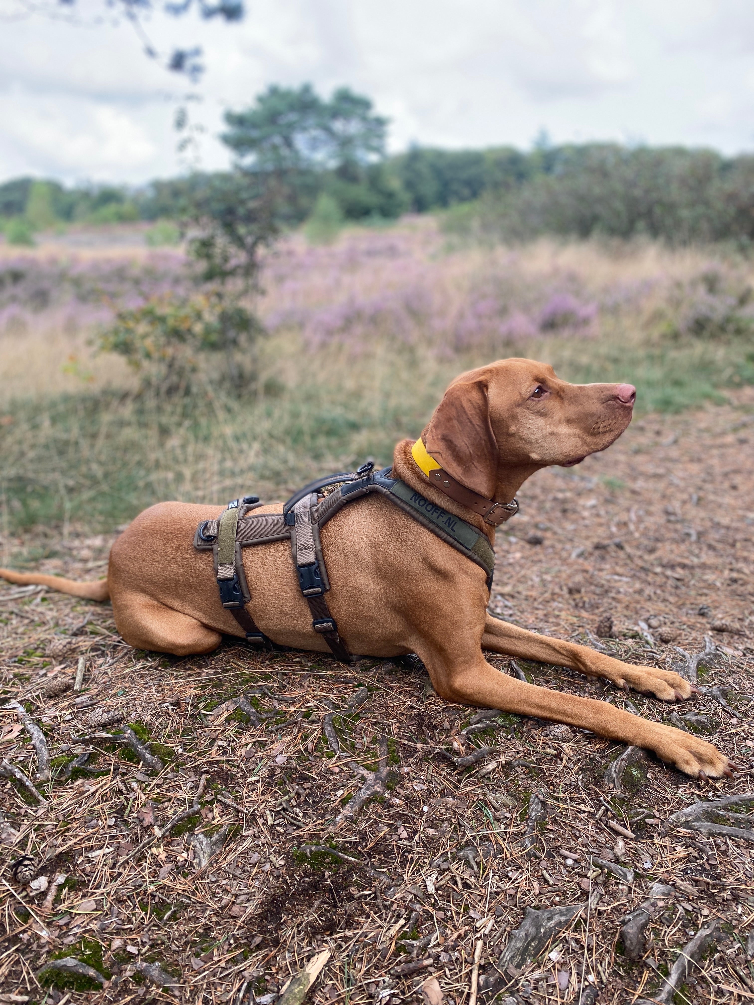 Anti-Escape Y-Harness | Line Long Working Dog | Olive