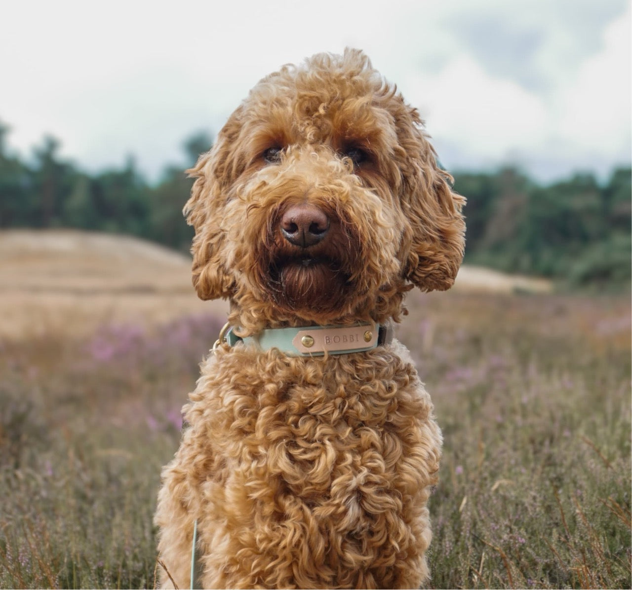 Labradoodle draagt halsband met naam