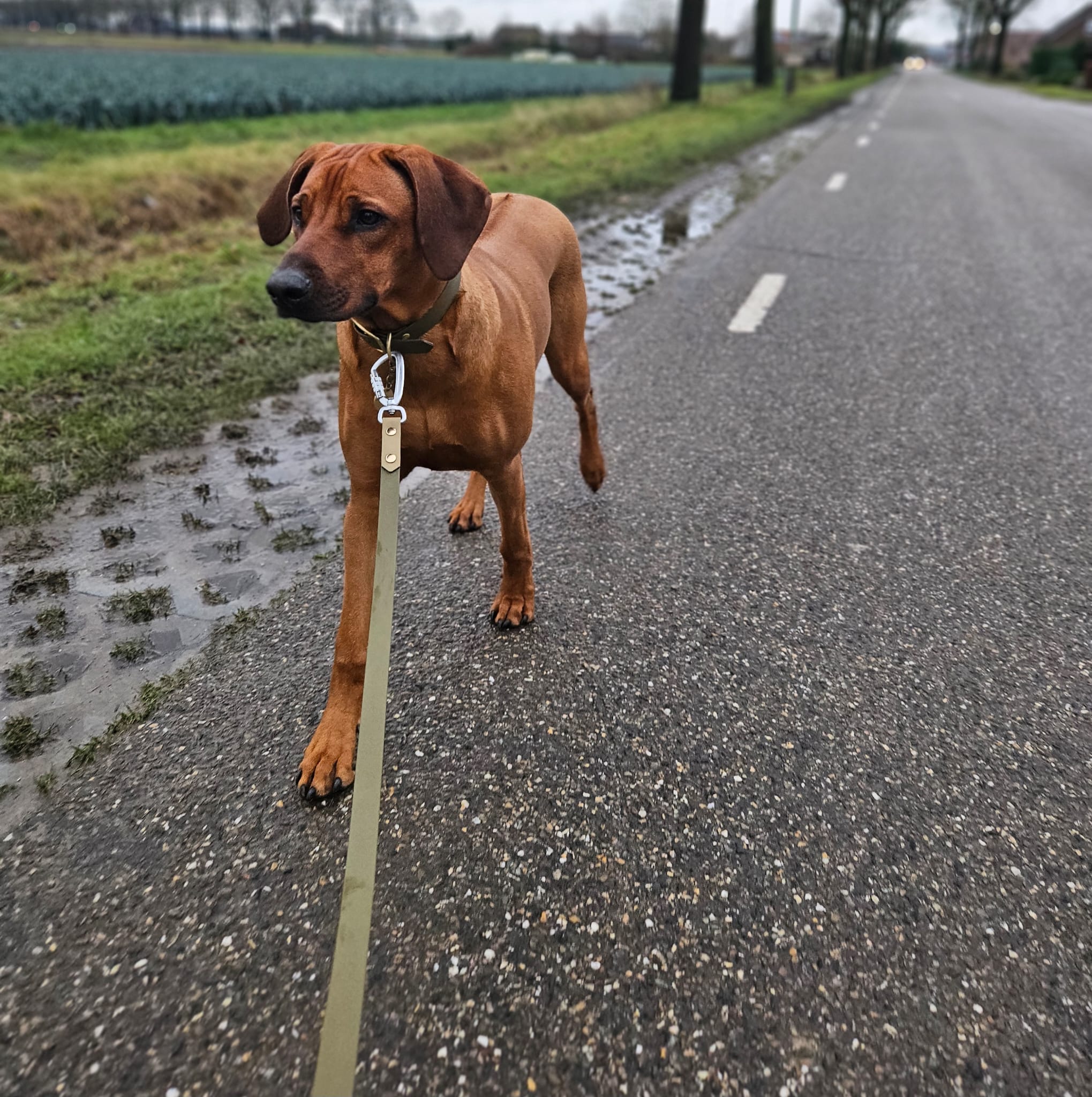 Hondenriem met naam BioThane | Rose