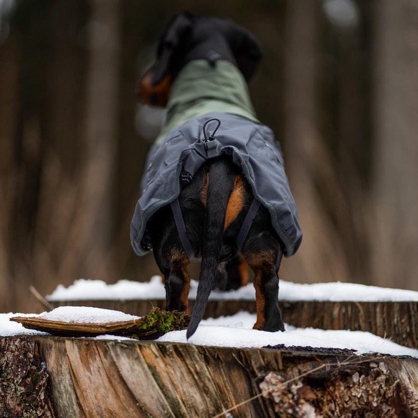 Teckel met Non-stop dogwear hondenwinterjas Glacier 2.0 Wol Groen/grijs