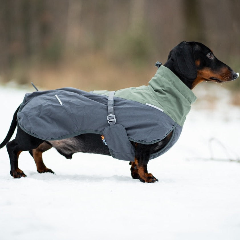 Teckel met Non-stop dogwear hondenwinterjas Glacier 2.0 Wol Groen/grijs