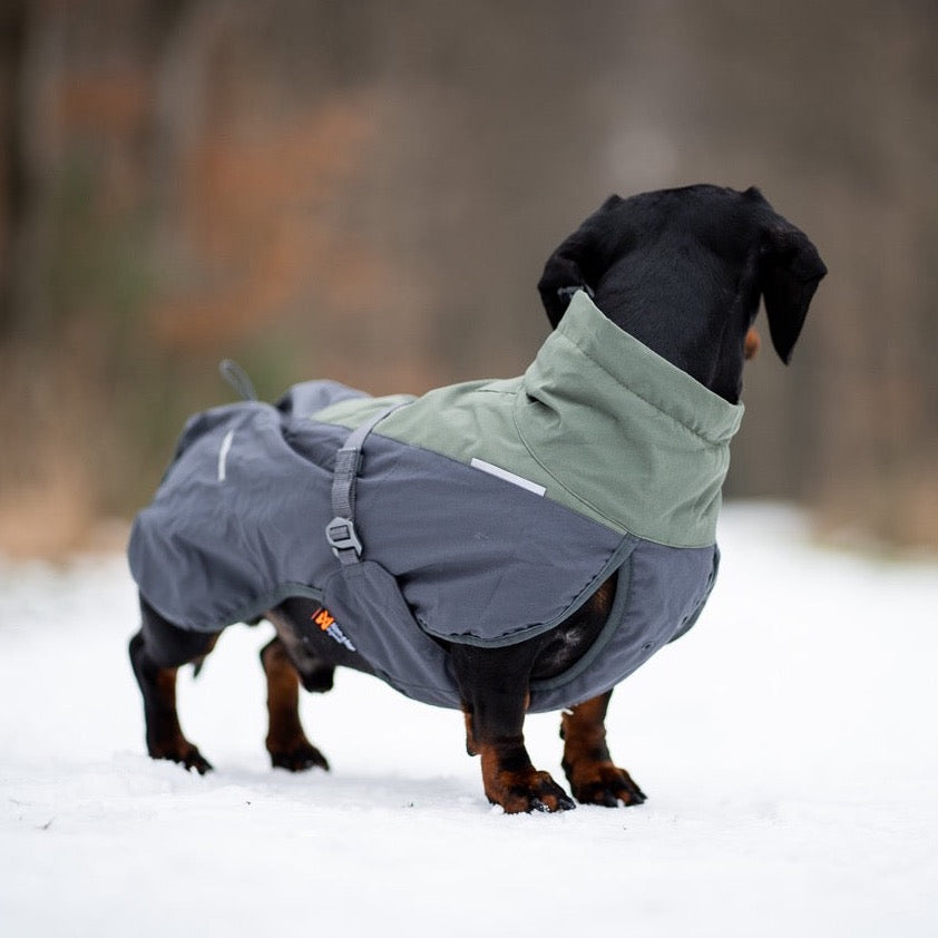 Teckel met Non-stop dogwear hondenwinterjas Glacier 2.0 Wol Groen/grijs