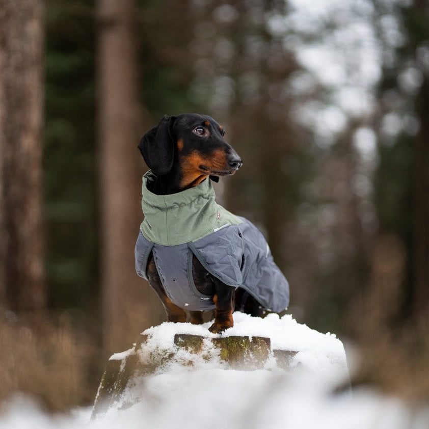 Teckel met Non-stop dogwear hondenwinterjas Glacier 2.0 Wol Groen/grijs