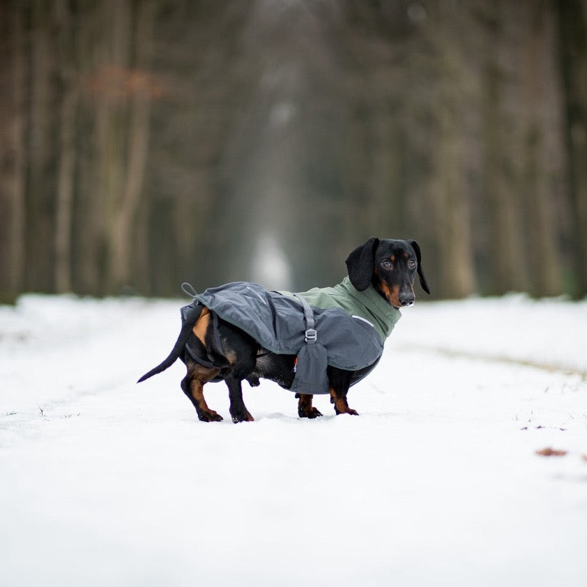 Teckel met Non-stop dogwear hondenwinterjas Glacier 2.0 Wol Groen/grijs