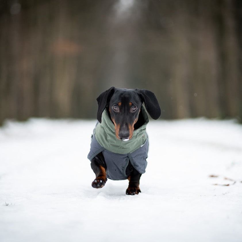 Teckel met Non-stop dogwear hondenwinterjas Glacier 2.0 Wol Groen/grijs