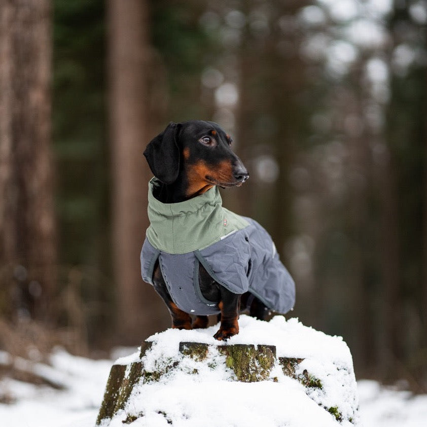 Teckel met Non-stop dogwear hondenwinterjas Glacier 2.0 Wol Groen/grijs