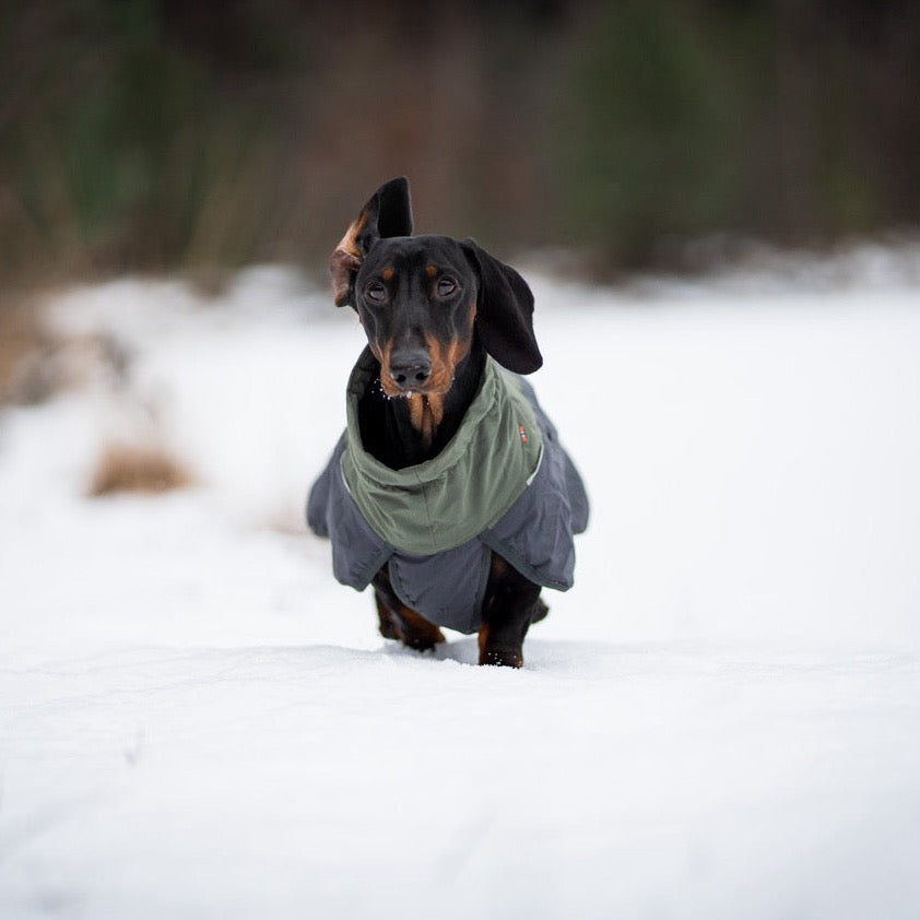 Teckel met Non-stop dogwear hondenwinterjas Glacier 2.0 Wol Groen/grijs