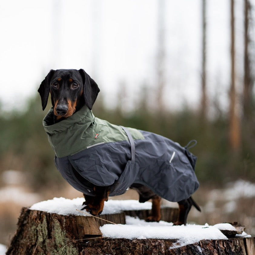 Teckel met Non-stop dogwear hondenwinterjas Glacier 2.0 Wol Groen/grijs