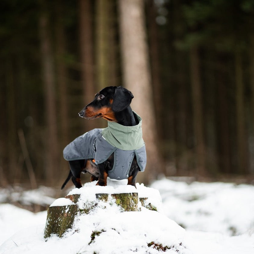 Teckel met Non-stop dogwear hondenwinterjas Glacier 2.0 Wol Groen/grijs