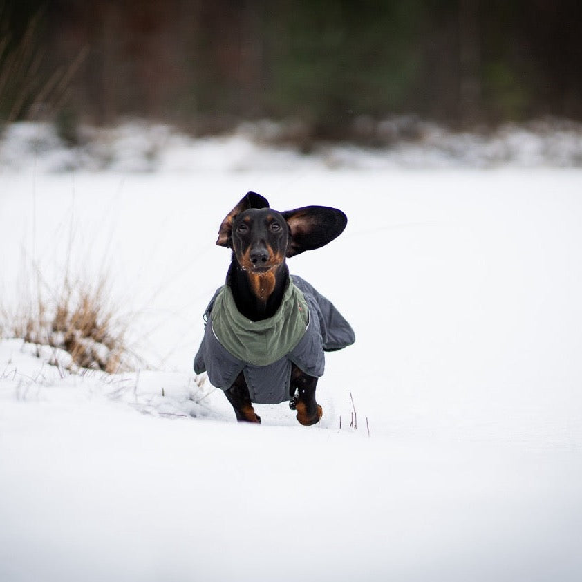 Teckel met Non-stop dogwear hondenwinterjas Glacier 2.0 Wol Groen/grijs